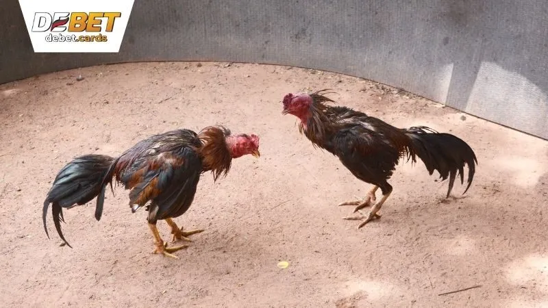 Đá Gà DEBET - Cược Gà Chọi, Trúng Đậm, Đổi Đời Ngay Hôm Nay 2 da-ga-debet