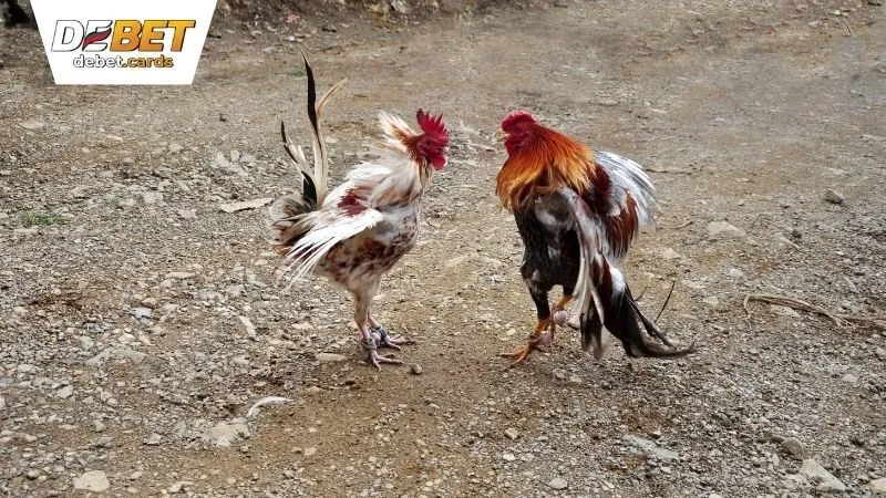 Đá Gà DEBET - Cược Gà Chọi, Trúng Đậm, Đổi Đời Ngay Hôm Nay 3 da-ga-debet